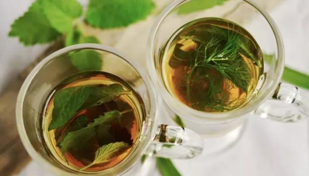 erros comuns ao tomar chá de cavalinha