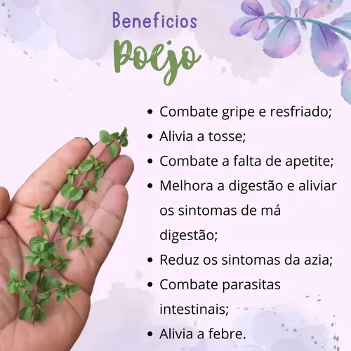 beneficio cha poejo