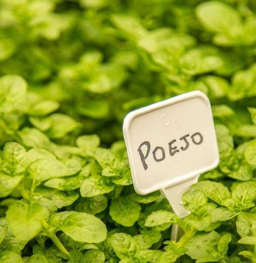 erros comuns ao usar chás medicinais