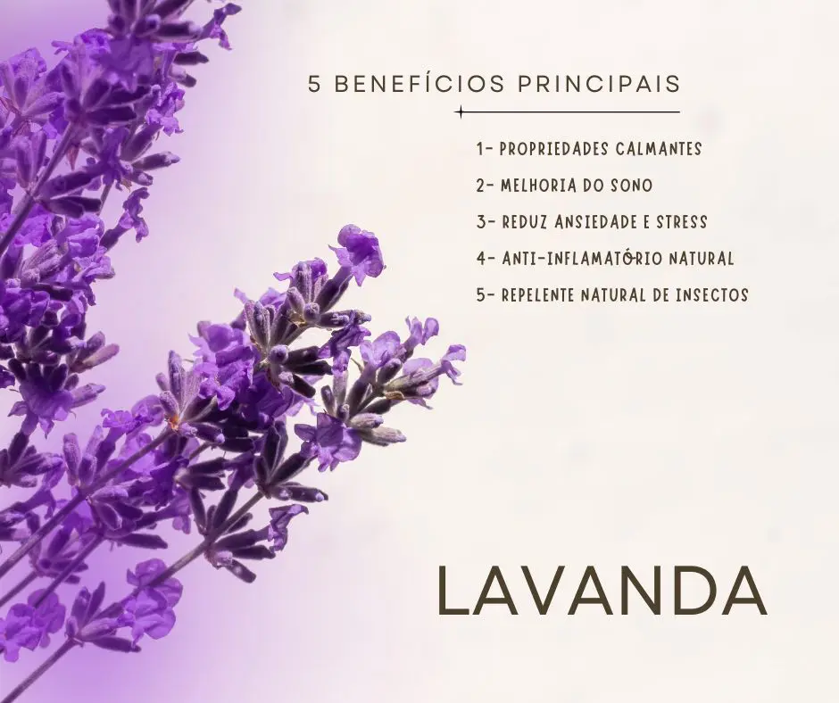 beneficios cha lavanda para ansiedade e sono