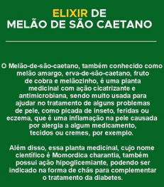 beneficios cha melao sao caetano