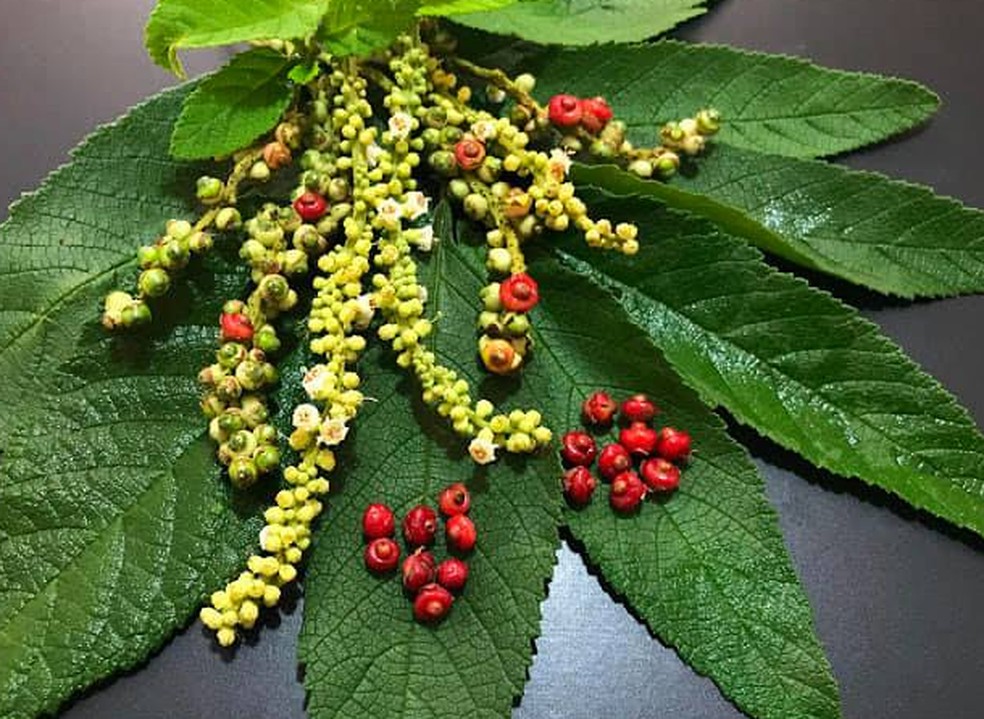 beneficios do cha baleeira