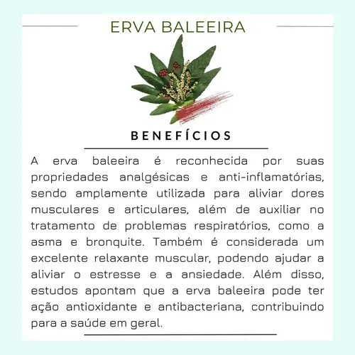 beneficios do cha baleeira para dor nas costas