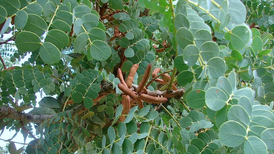 erros comuns ao usar cha barbatimao para candidiase