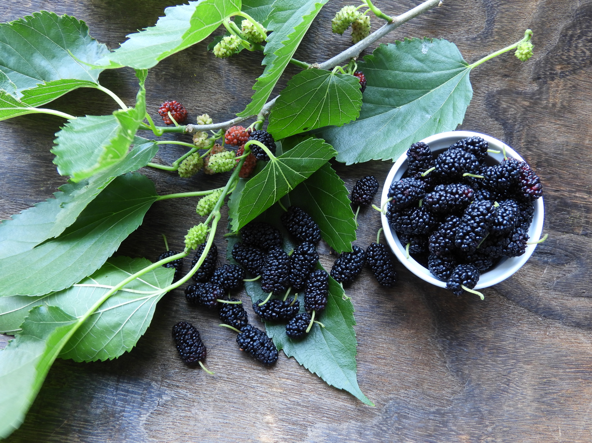 beneficios cha folha de amora para menopausa