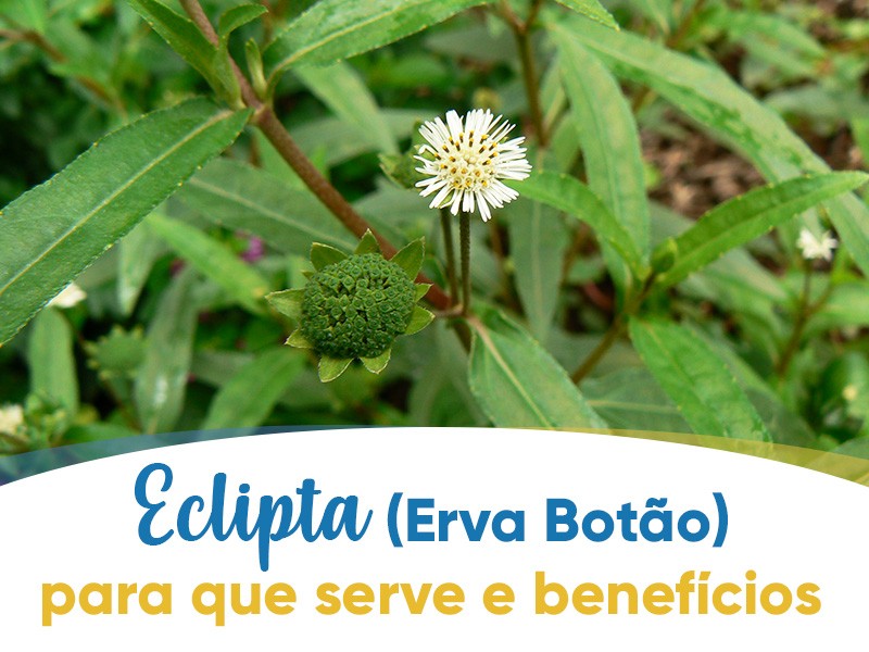 beneficios do cha erva botao