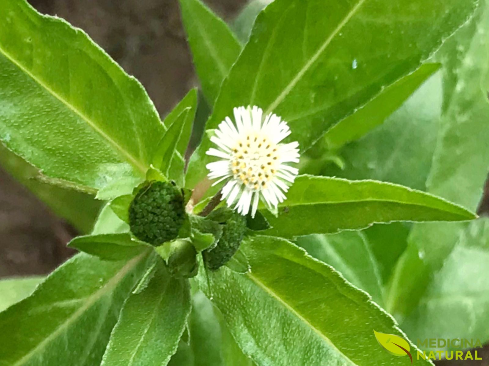 beneficios do cha de erva botao para o figado