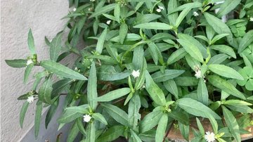 efeitos colaterais do cha de erva botao