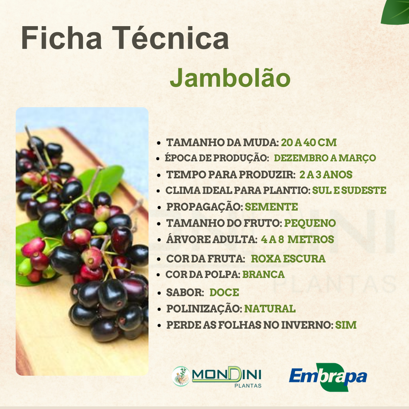 beneficios do cha jambolao
