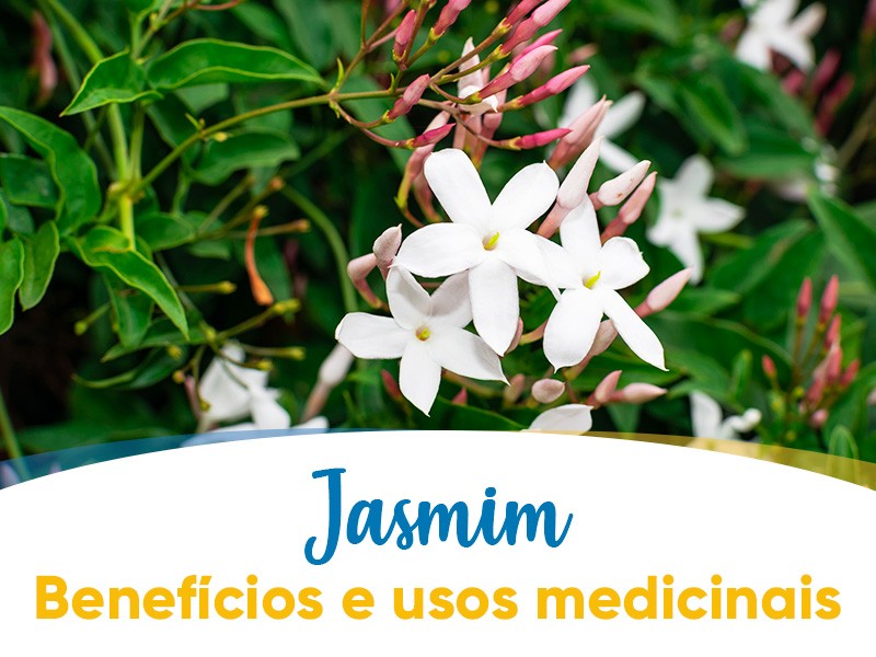 beneficios do cha jasmim