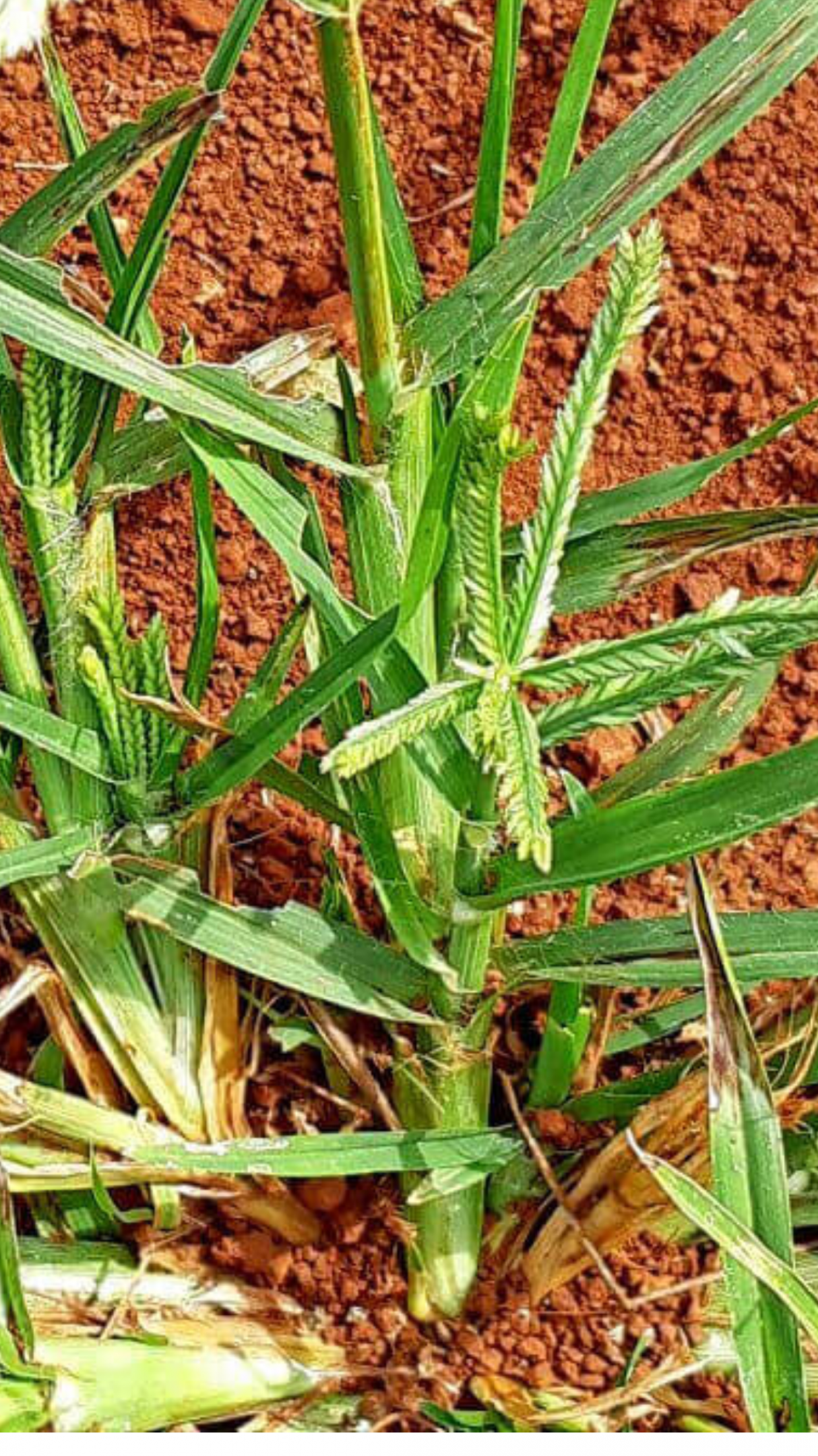 erros comuns ao usar cha de pe de galinha