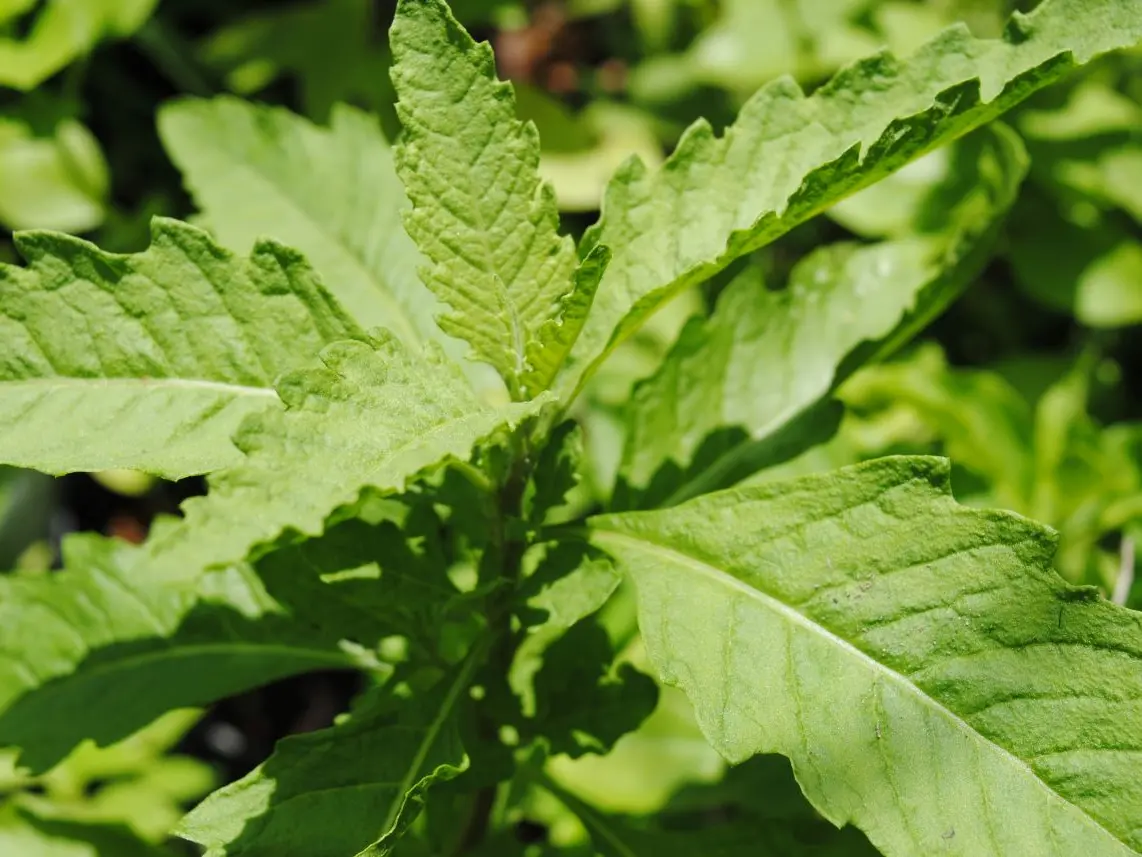 beneficios do cha de erva santa maria para dor de estomago