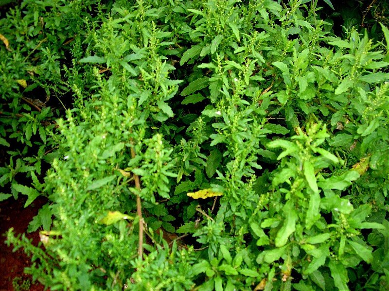 erros ao tomar cha de mastruz para gases