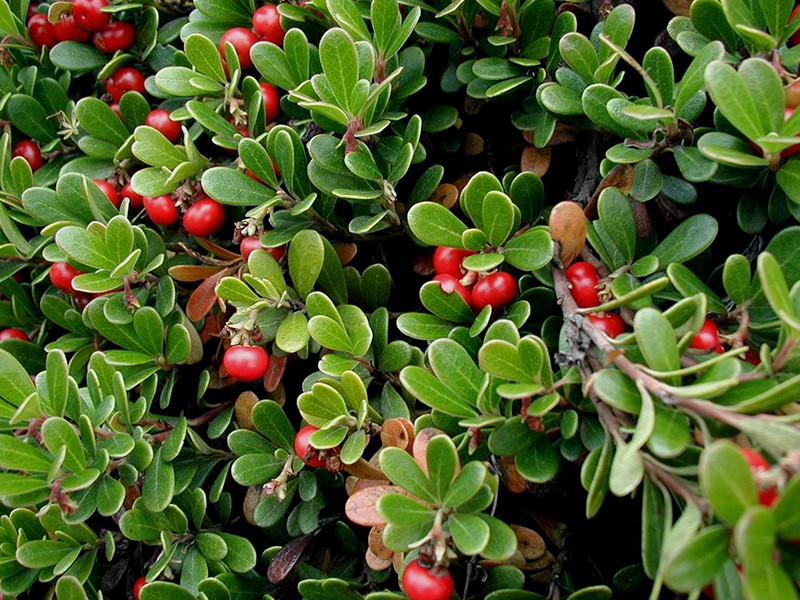 efeitos colaterais do cha de uva ursi