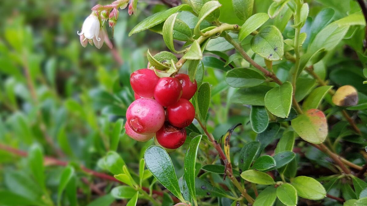 cha de uva ursi vs cha de quebra pedra