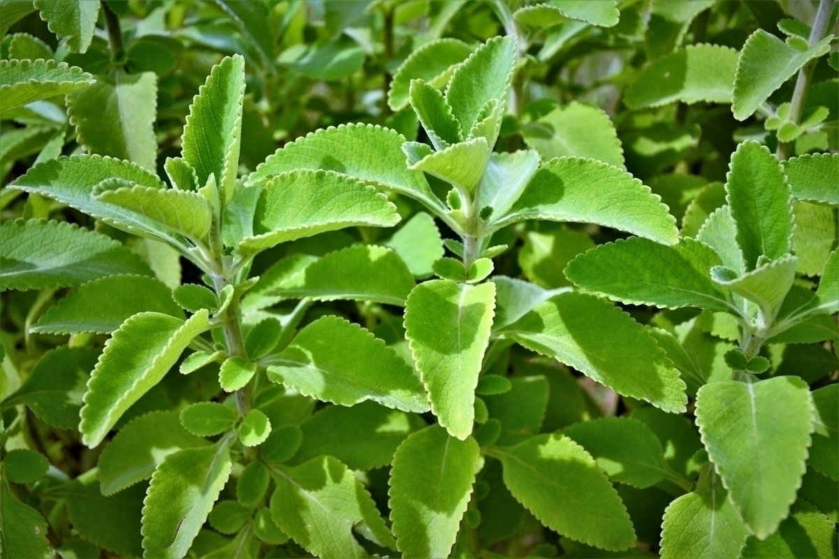 boldo cha para que serve