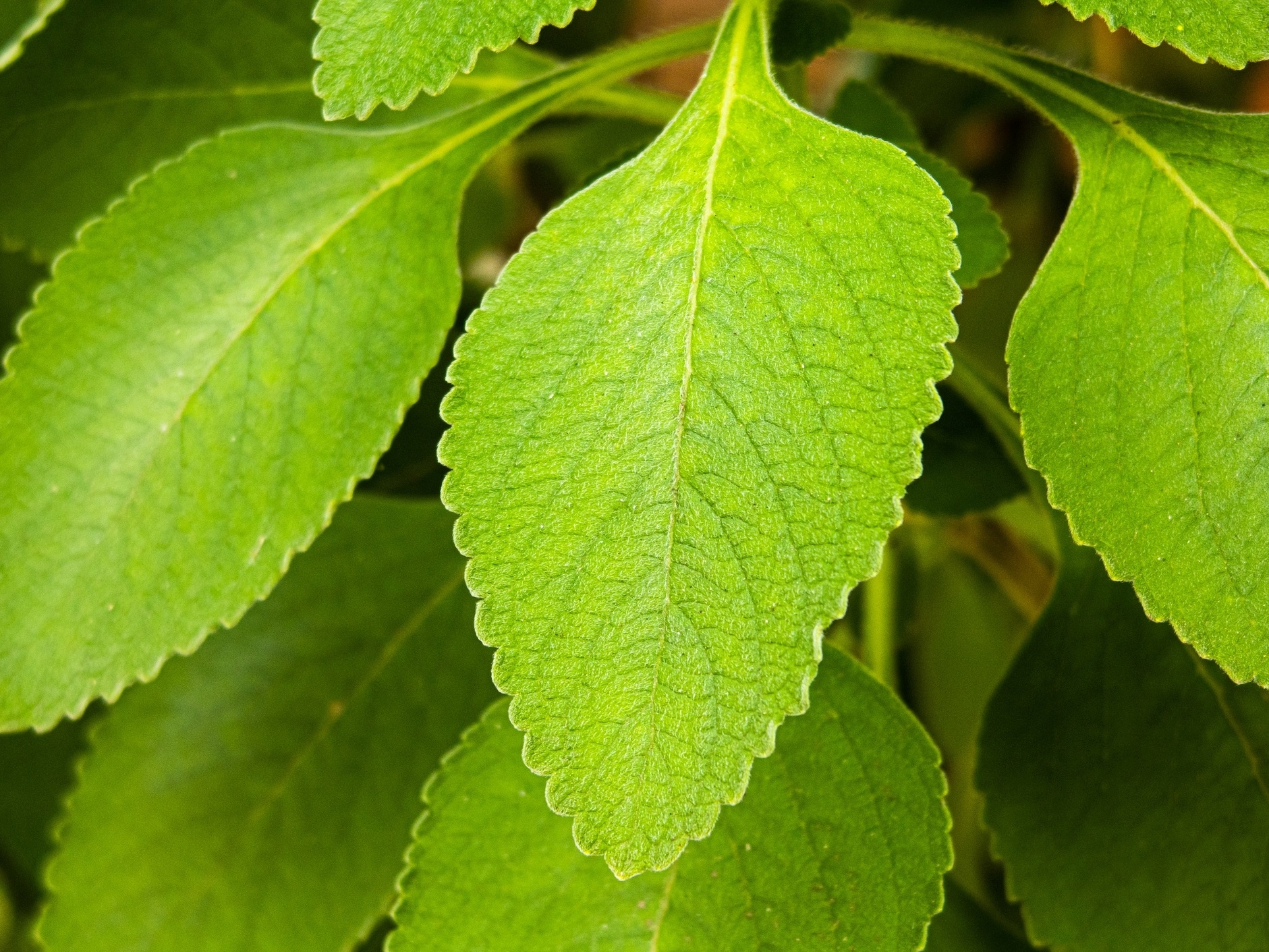 melhores chás para digestão lenta
