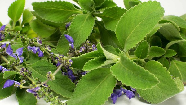 erros ao preparar chá de boldo