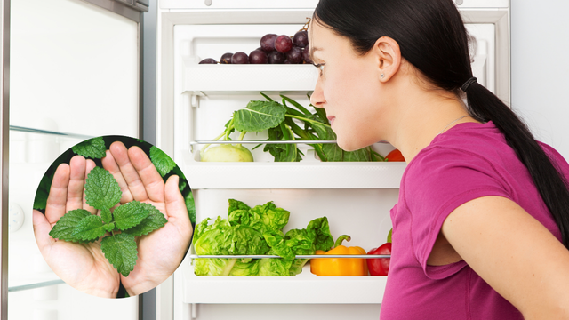 melhor forma de guardar chá de hortelã