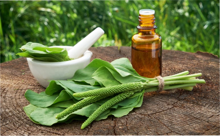 melhores chás para infecção urinária feminina