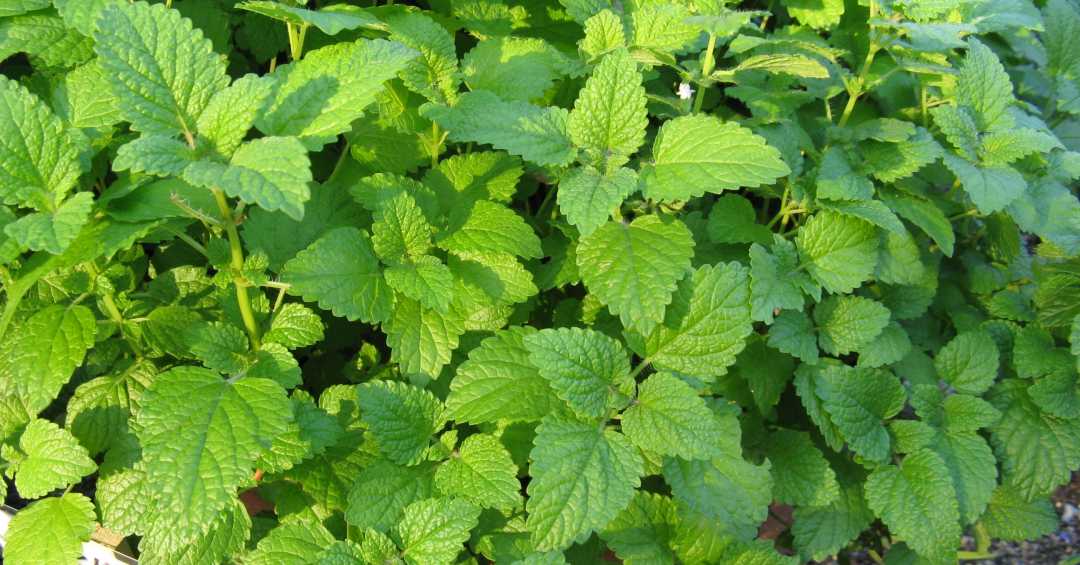 melissa cha para que serve