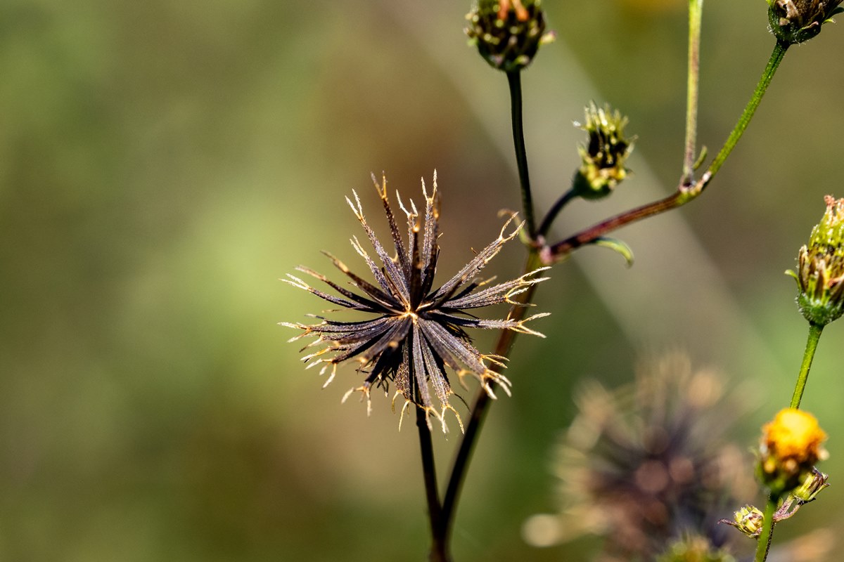picao preto cha beneficios