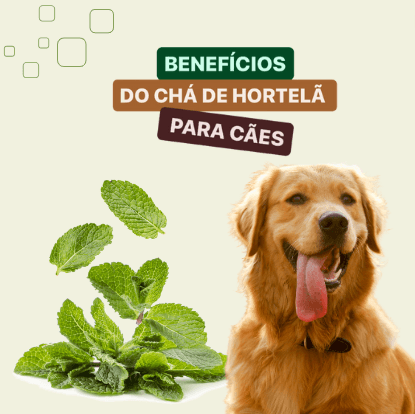erros ao dar cha de hortela para cachorro