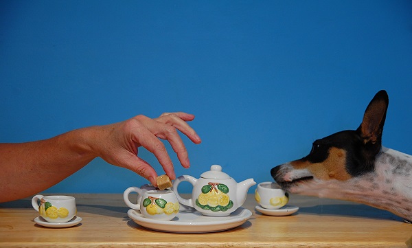 pode dar cha para cachorro