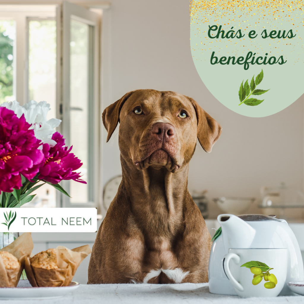 melhores chás para acalmar cachorro ansioso