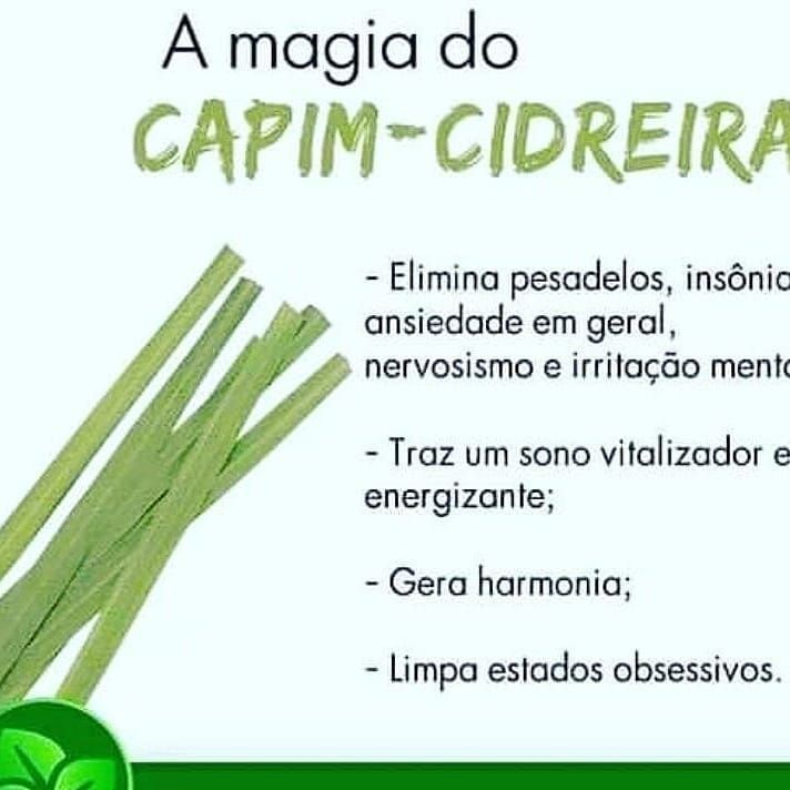 Benefícios erva cidreira