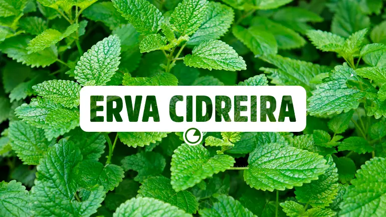 Chá para insônia