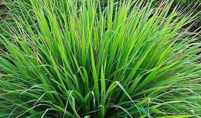 Melissa officinalis benefícios