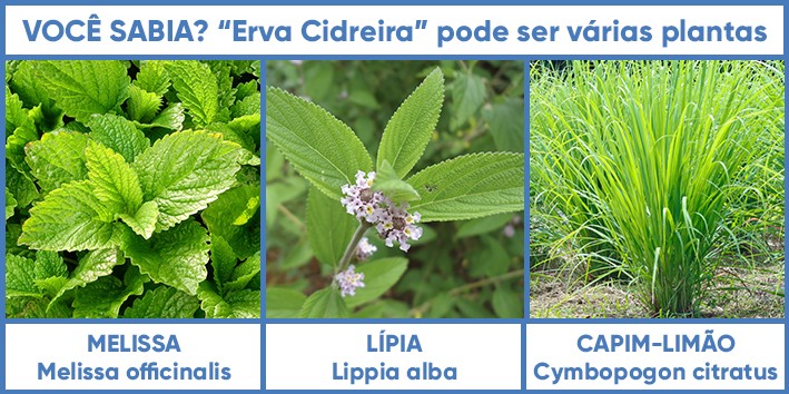 chá de erva-cidreira para ansiedade