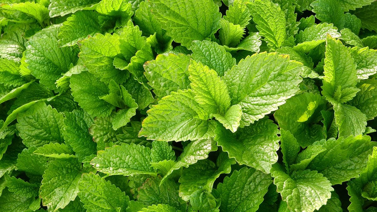 propriedades calmantes da erva cidreira