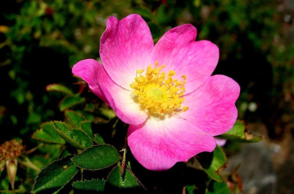 benefícios chá rosa mosqueta vitamina c