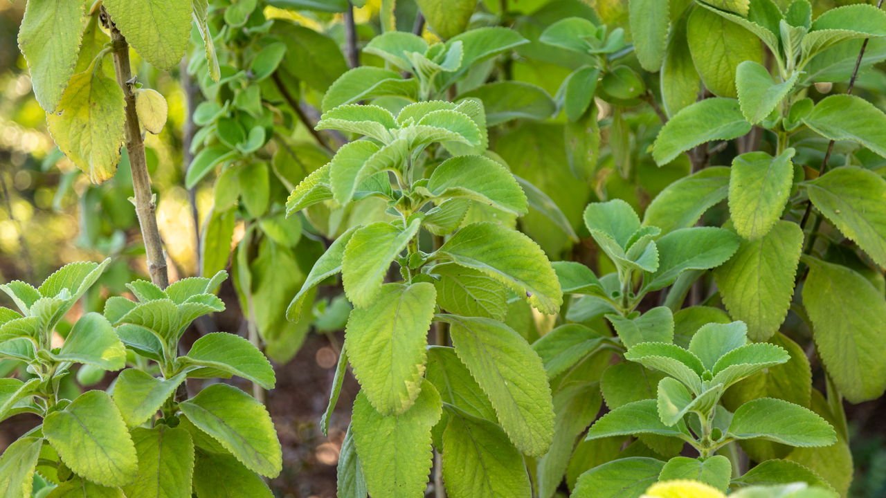 beneficios cha boldo figado