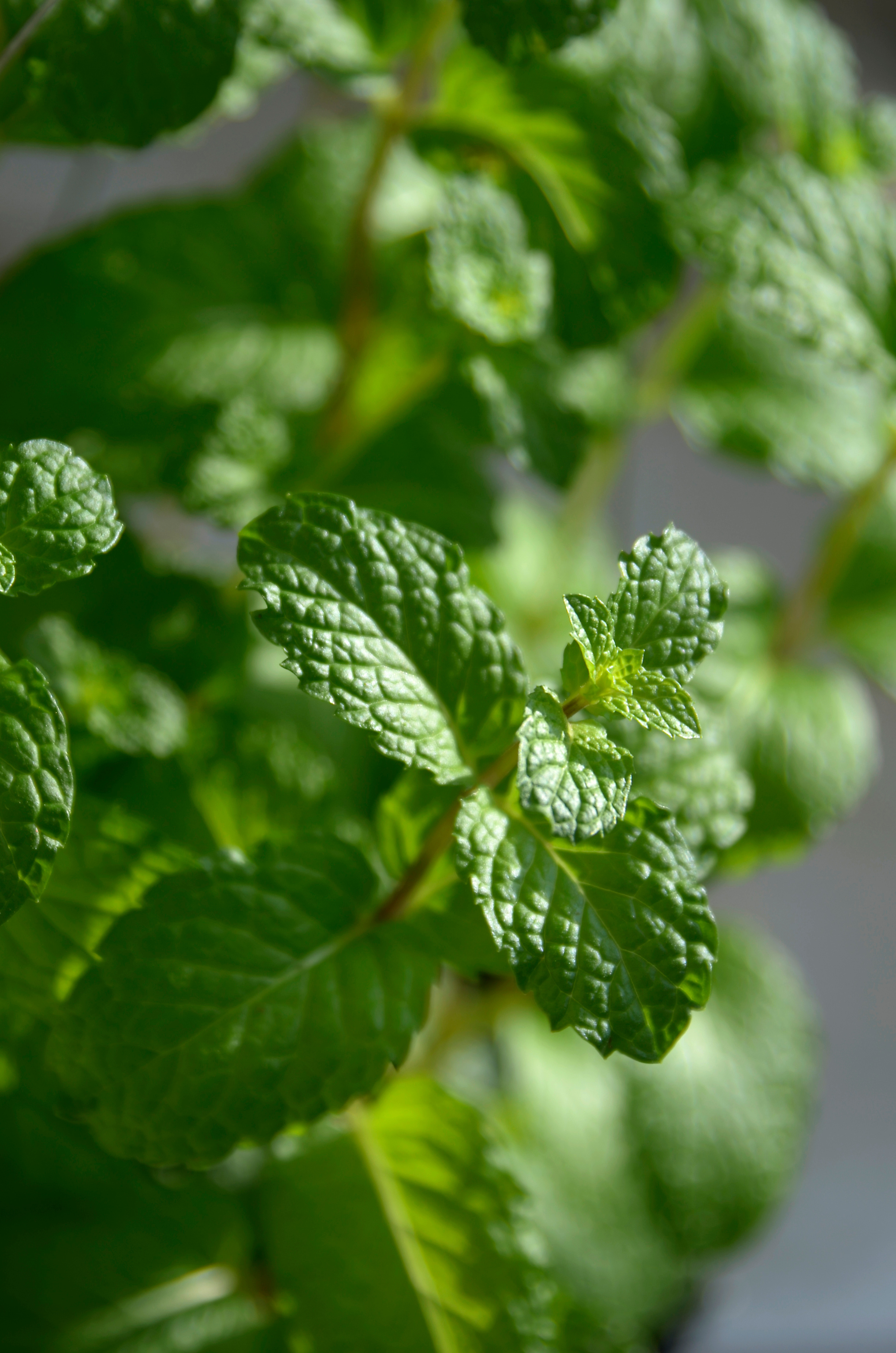 Plectranthus amboinicus benefícios