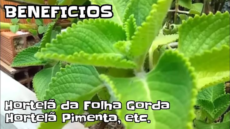 Chá de malvarisco