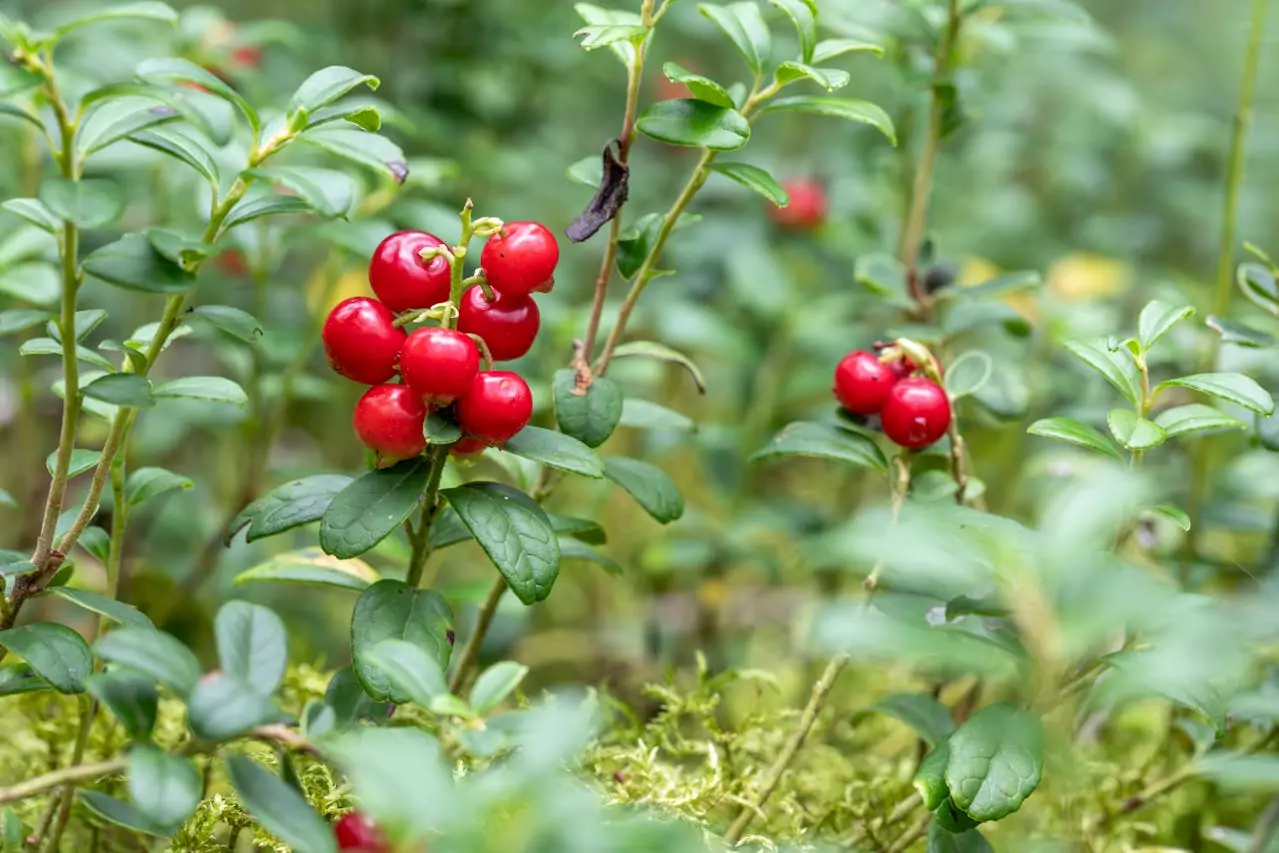 chá de folha de acerola para imunidade