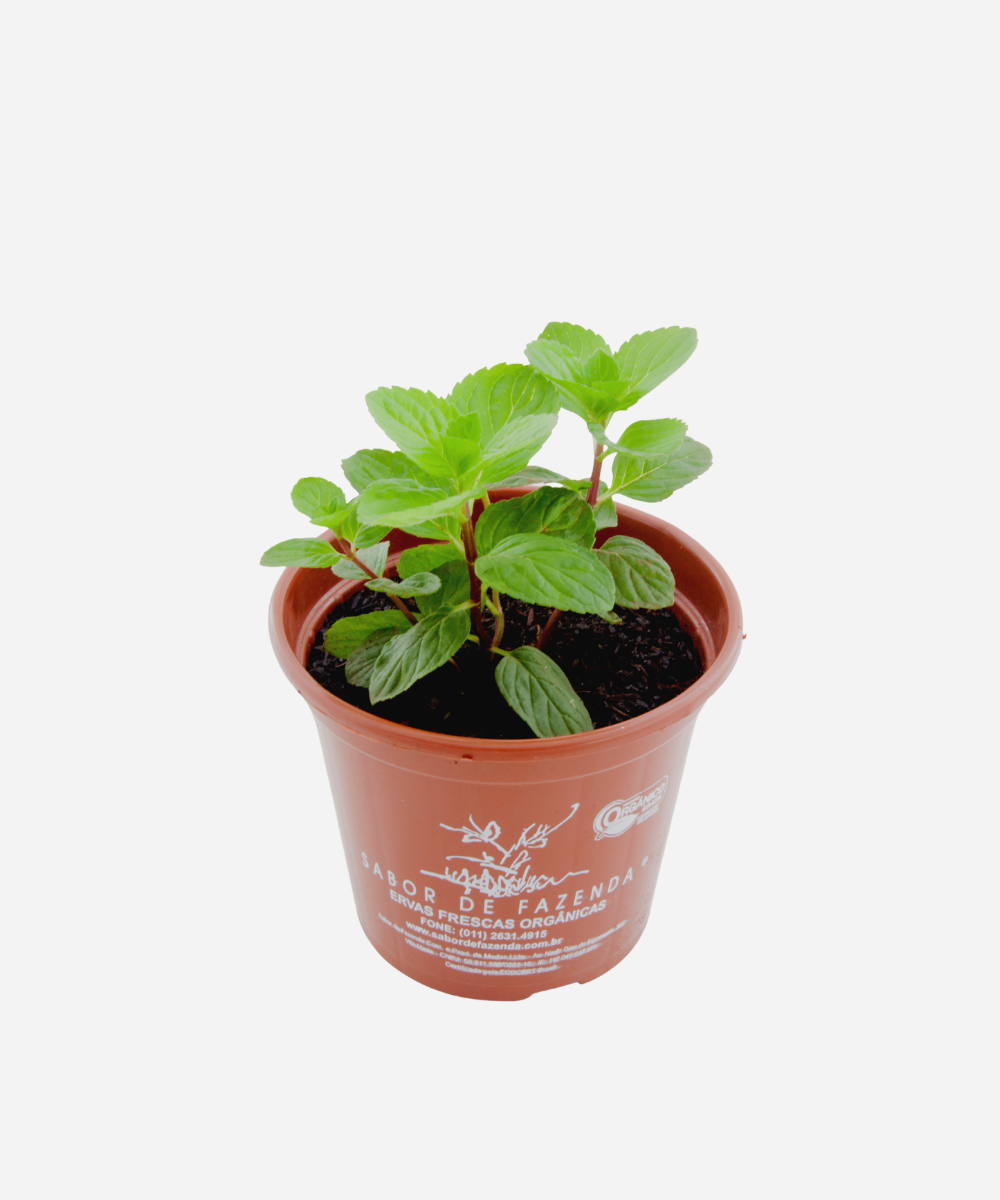 cultivo de levante
