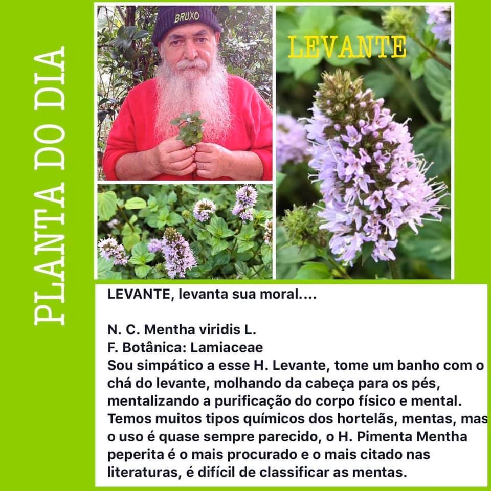 chá de alevante