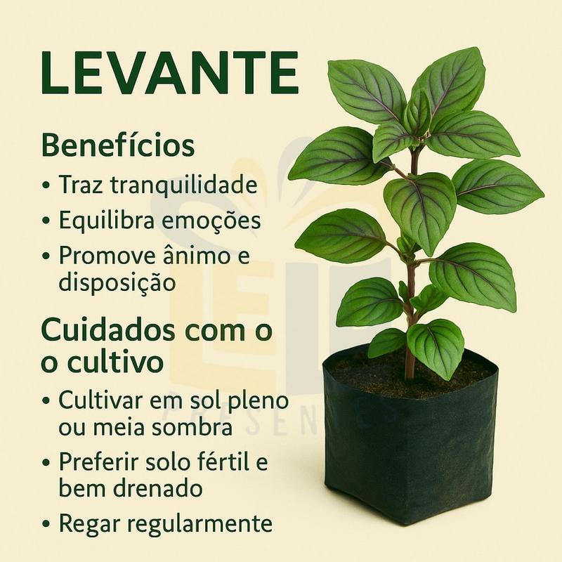 mentha citrata benefícios