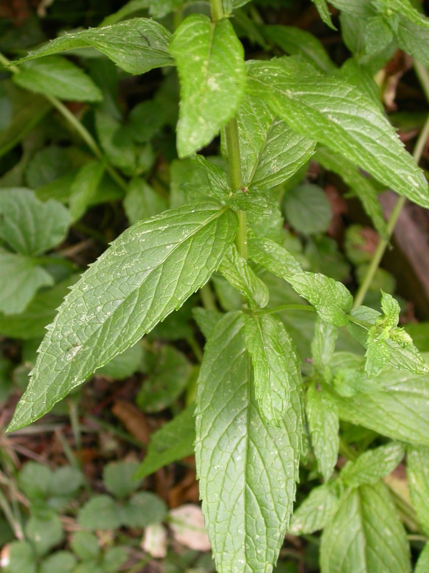 planta levante para que serve