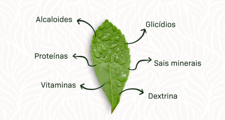 benefícios erva mate verde