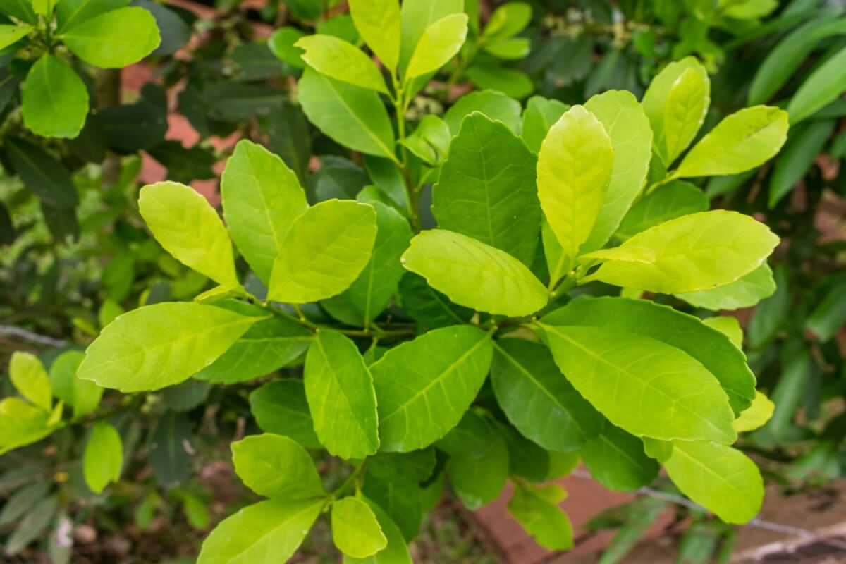 propriedades do mate verde