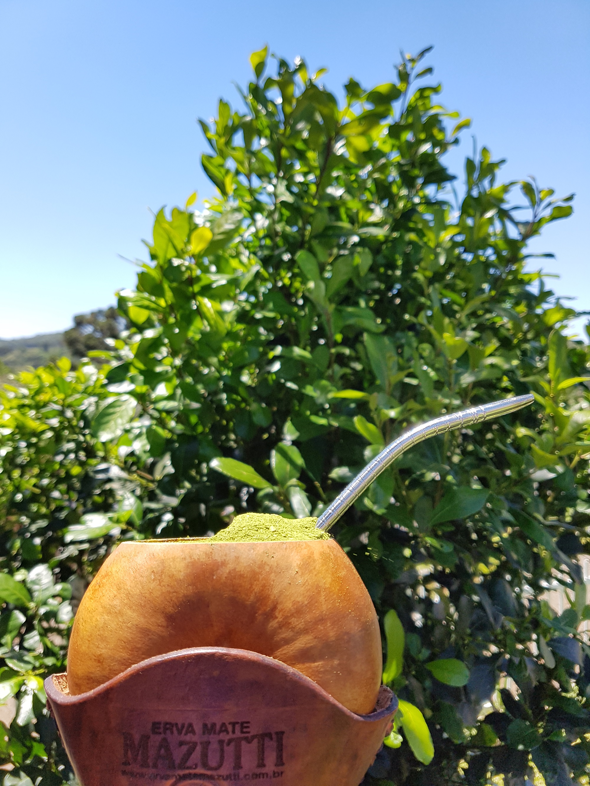 infusão de mate verde