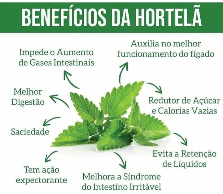 hortelã para resfriado e gripe
