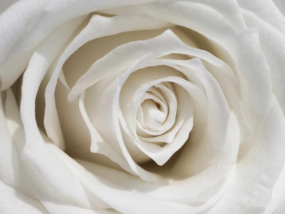 benefícios rosa branca mulher
