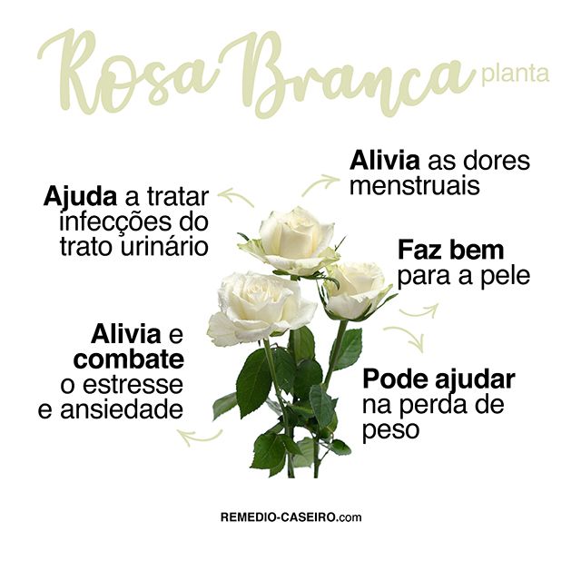 rosa alba benefícios