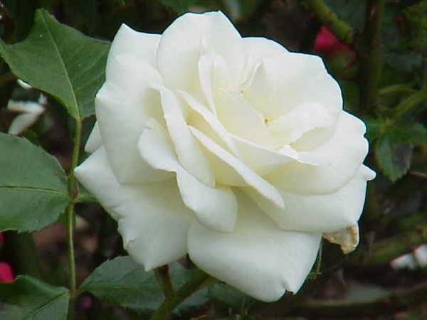 benefícios rosa branca mulher